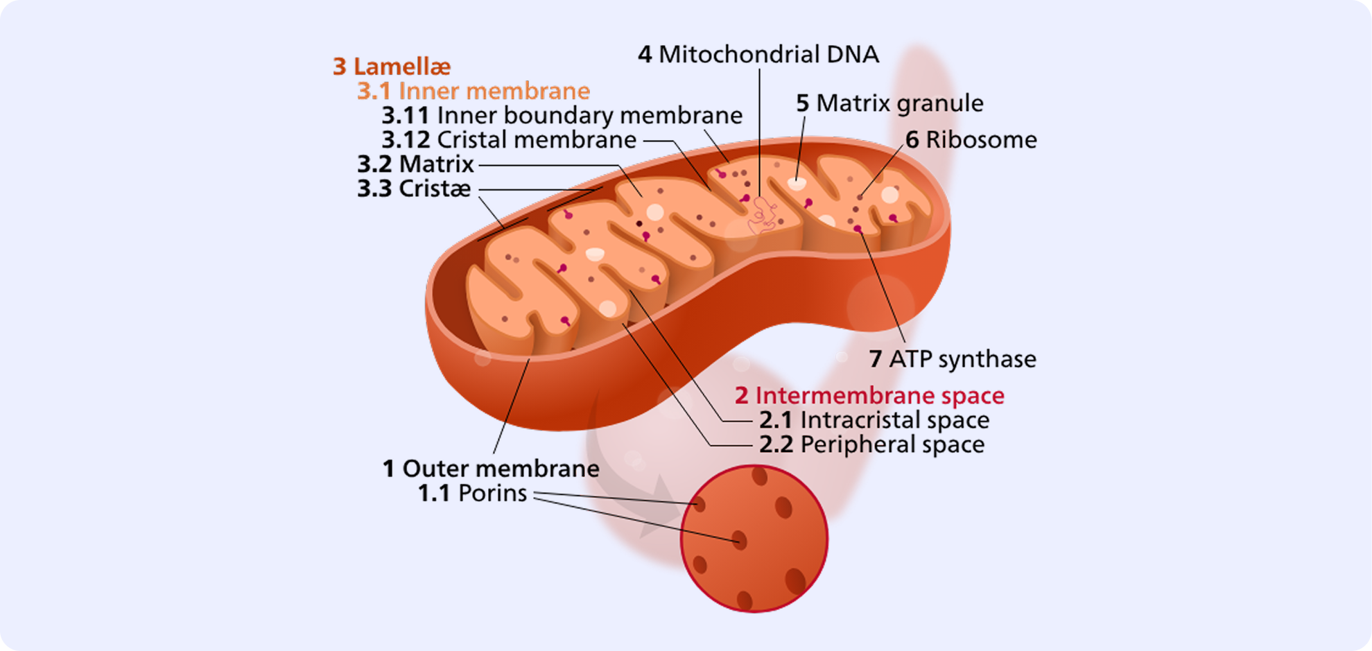 Mitochondrial Membrane